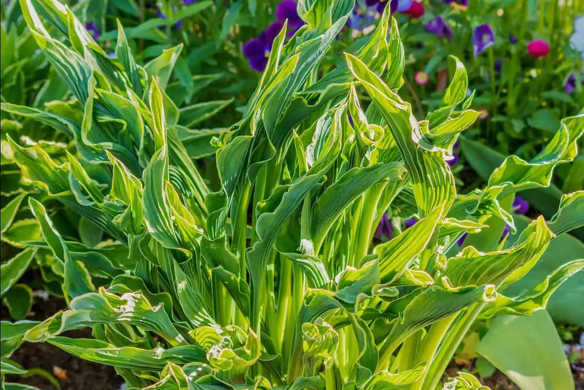 Praying Hands Hosta plant.