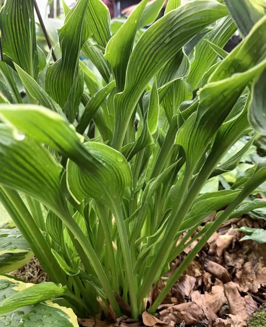 Close up of Praying Hands Hosta plant.