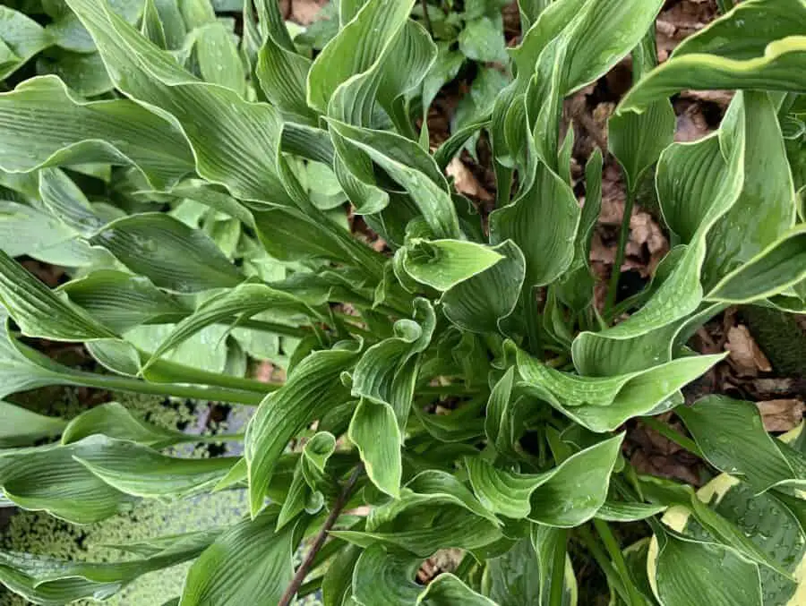 A top down view of Praying Hands Hosta