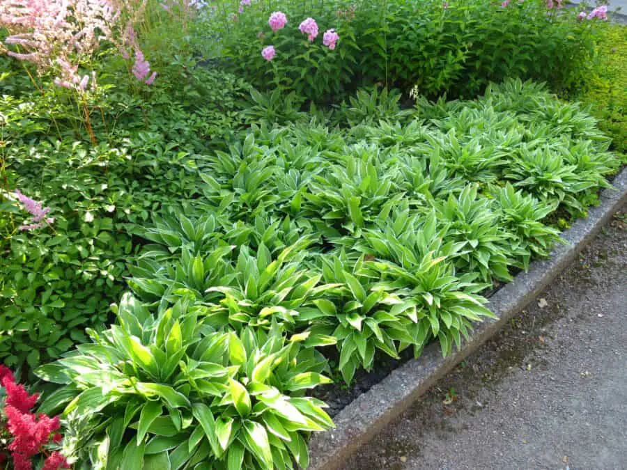 Stiletto Hosta mass planting along a walkway.