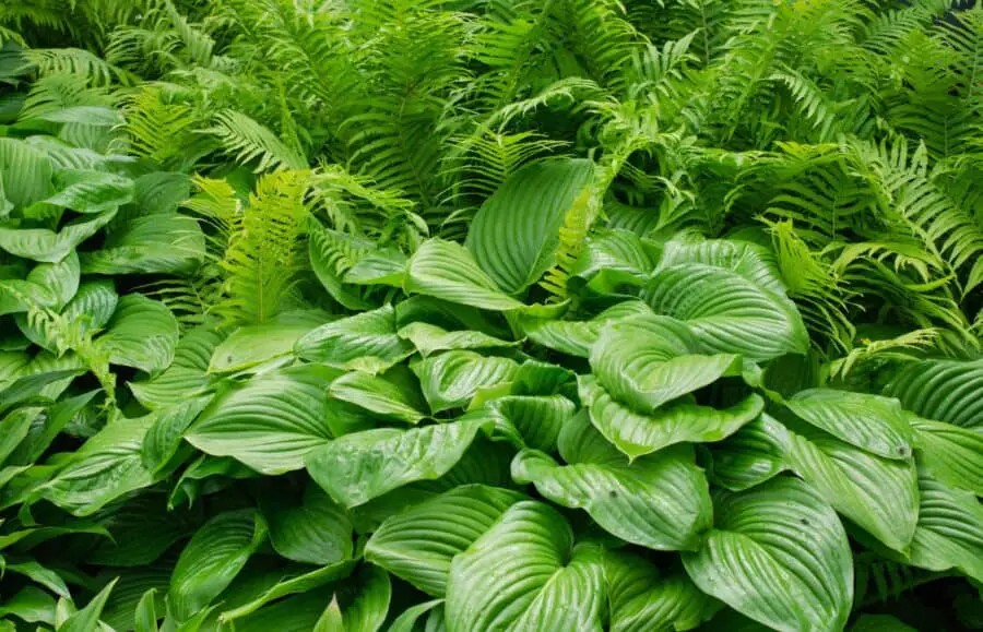 Big green hostas and ferns.