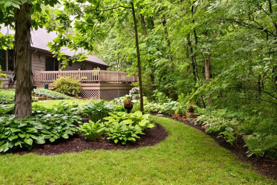 Backyard woodland garden featuring hostas.