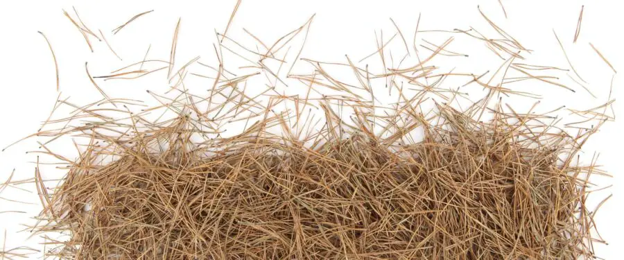 A broken bale of pine needles also known as pine straw.