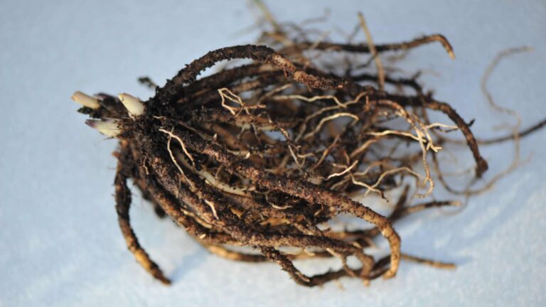 Growing Bare Root Hostas (Save Money & It’s Easy to Do) – Rain Tree Gardens
