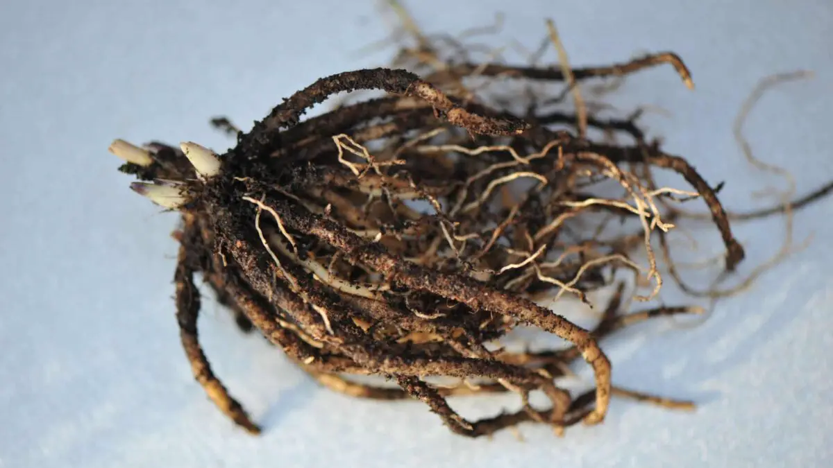 A bare root hosta ready to plant.