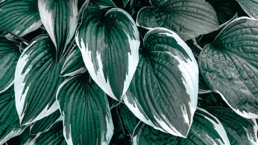 Big beautiful variegated hosta leaves