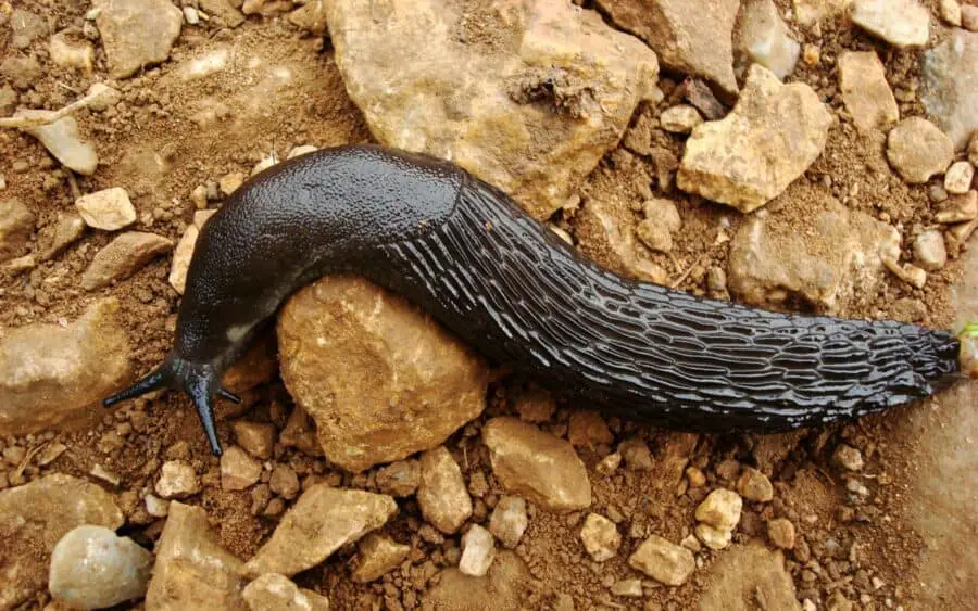 A black slug on rocky ground.