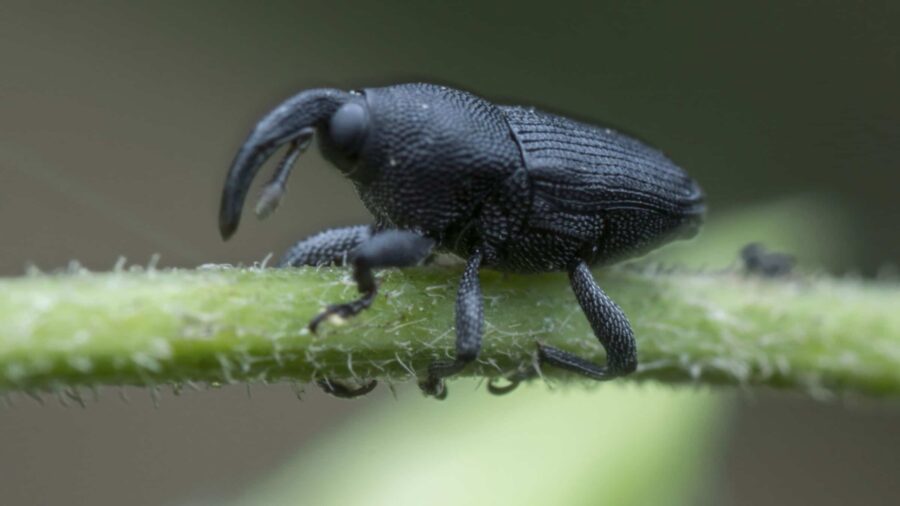 Black vine weevil