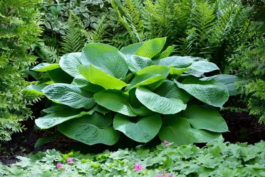 Blue Angel hosta in the garden with ferns and geraniums.