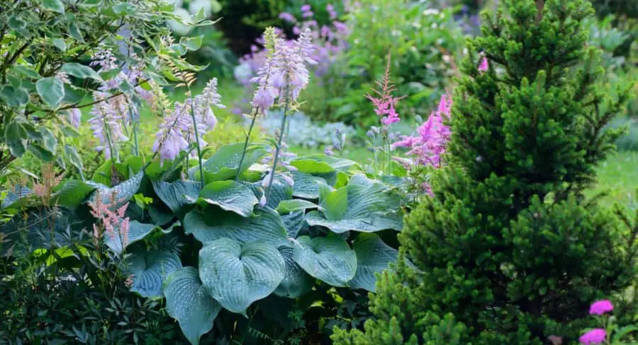 A flowering blue hosta with a pink astilbe framed by a conifer and shrub.