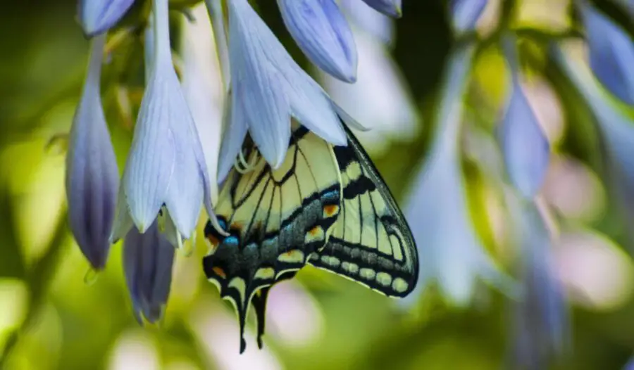 Butterfly in a hosta flower