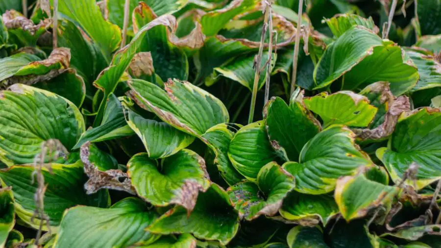 A hosta plant with leaves that are burnt.