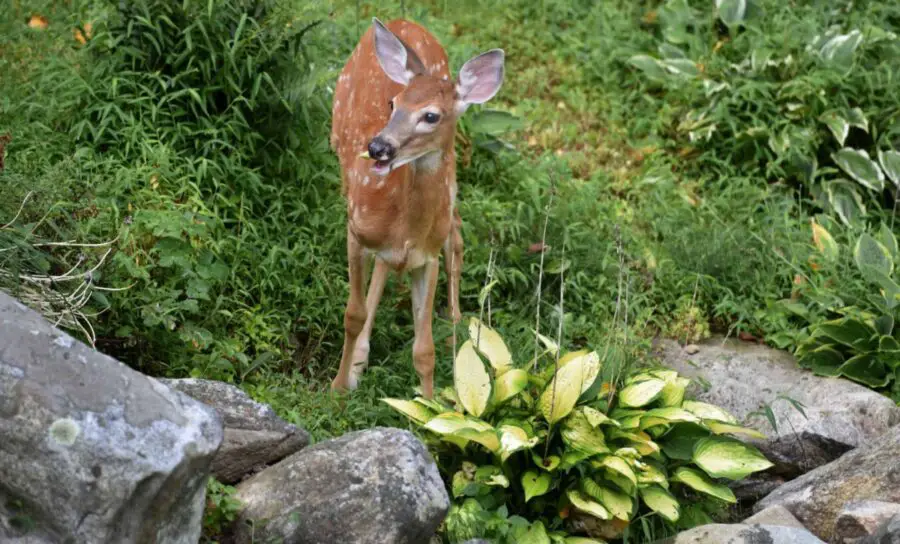 Deer repellent for hostas would have helped stop this deer from eating the hosta plant.