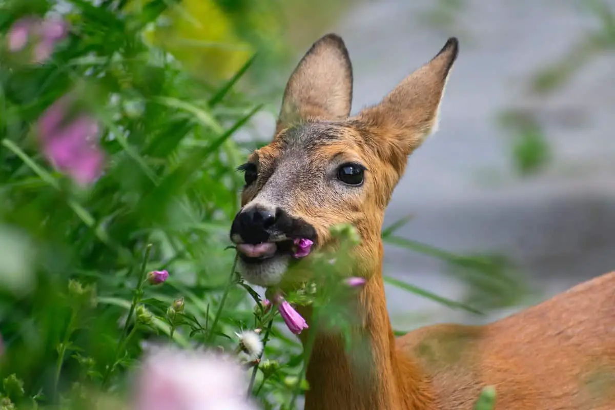 Young deer eating mallow flowers.
