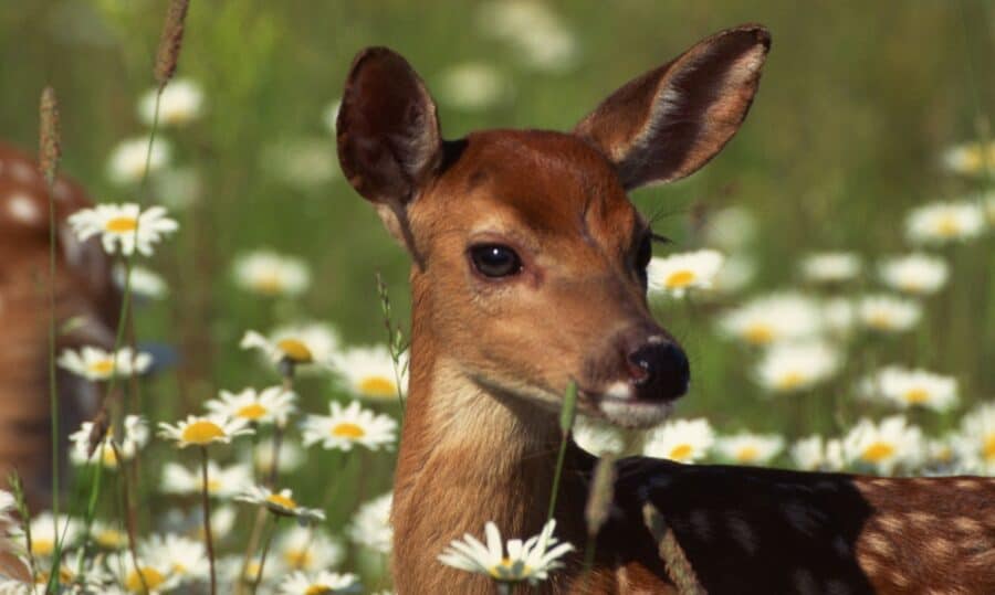 Young Deer surrounded by white daisies.