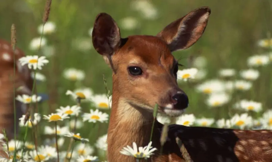 Young Deer surrounded by white daisies.
