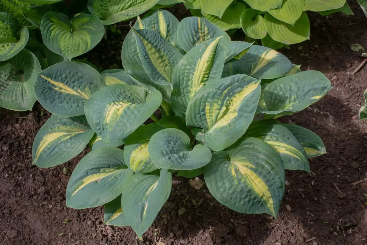 Dream Queen hosta planted in the garden.