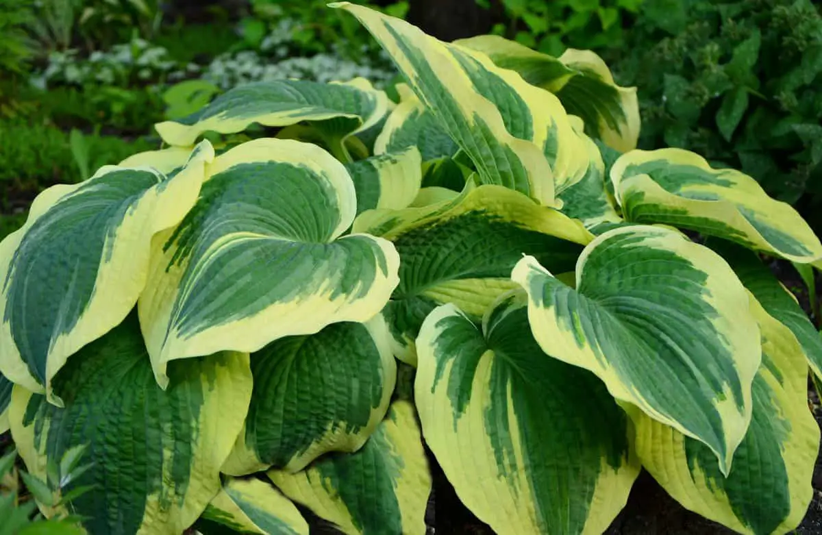 Closeup of an Earth Angel hosta.