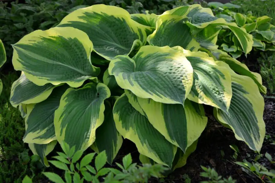 A lush Earth Angel hosta planted in the garden.
