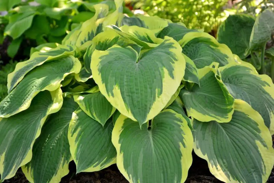 Earth Angel Hosta presenting it's beautiful leaves for viewing.