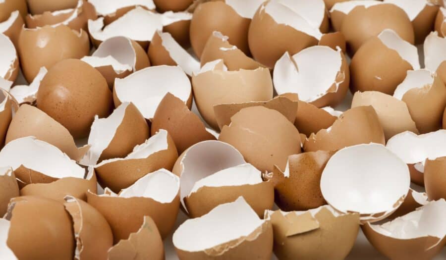 Lots of broken eggshells.