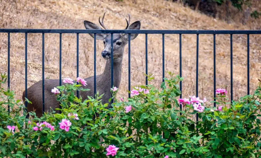 A deer kept out of the garden (maybe) by a metal fence.