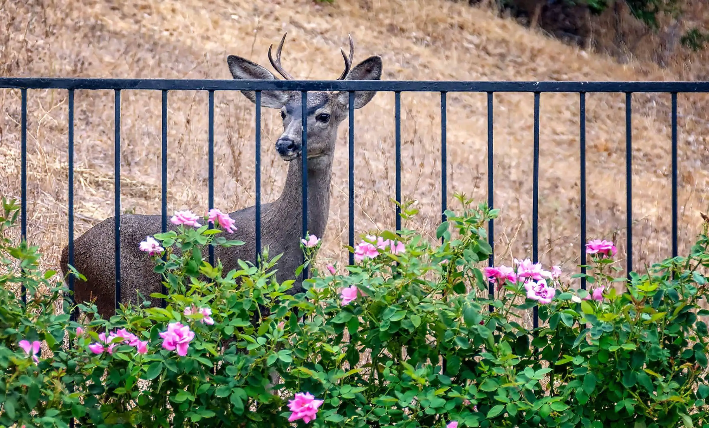 A deer kept out of the garden by a metal fence.
