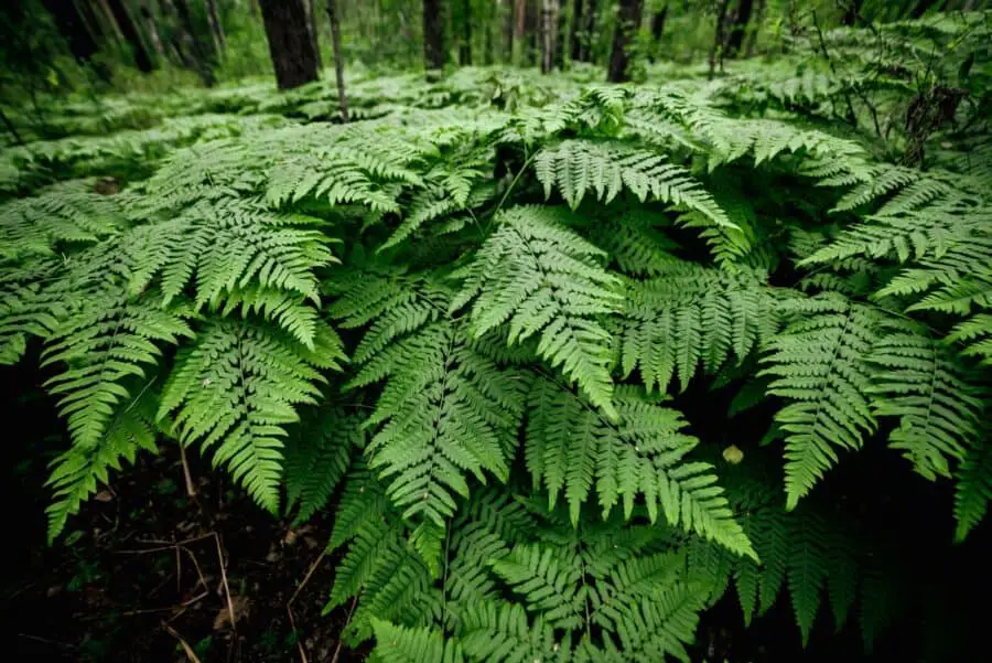 Dense fern thicket in the woods.