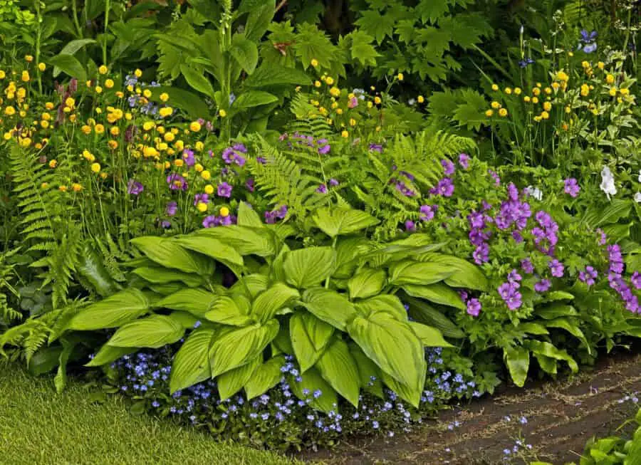 Hosta with ferns and several perennials on a garden corner.