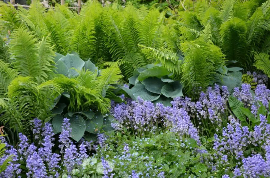 Lush ferns with hostas and blue flowering perennials.