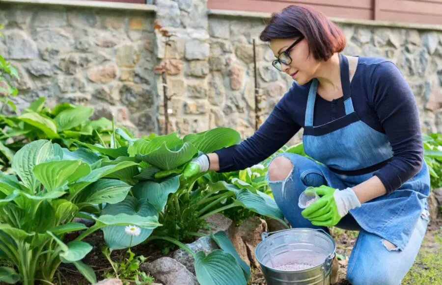 Lady using hosta fertilizer to nourish her plants.