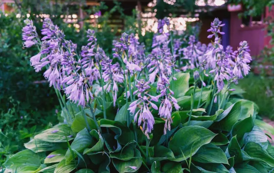 Hosta with a multitude of flower spikes and lavender flowers.