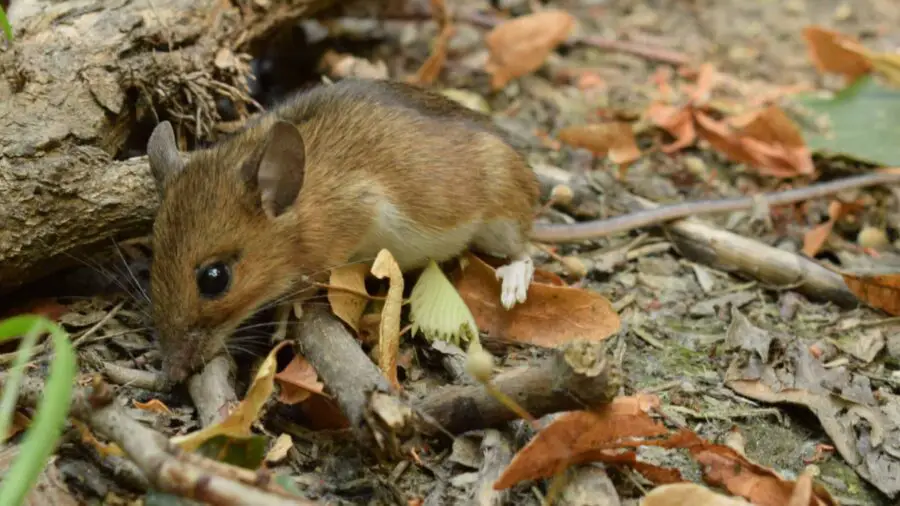 A common Forest Mouse