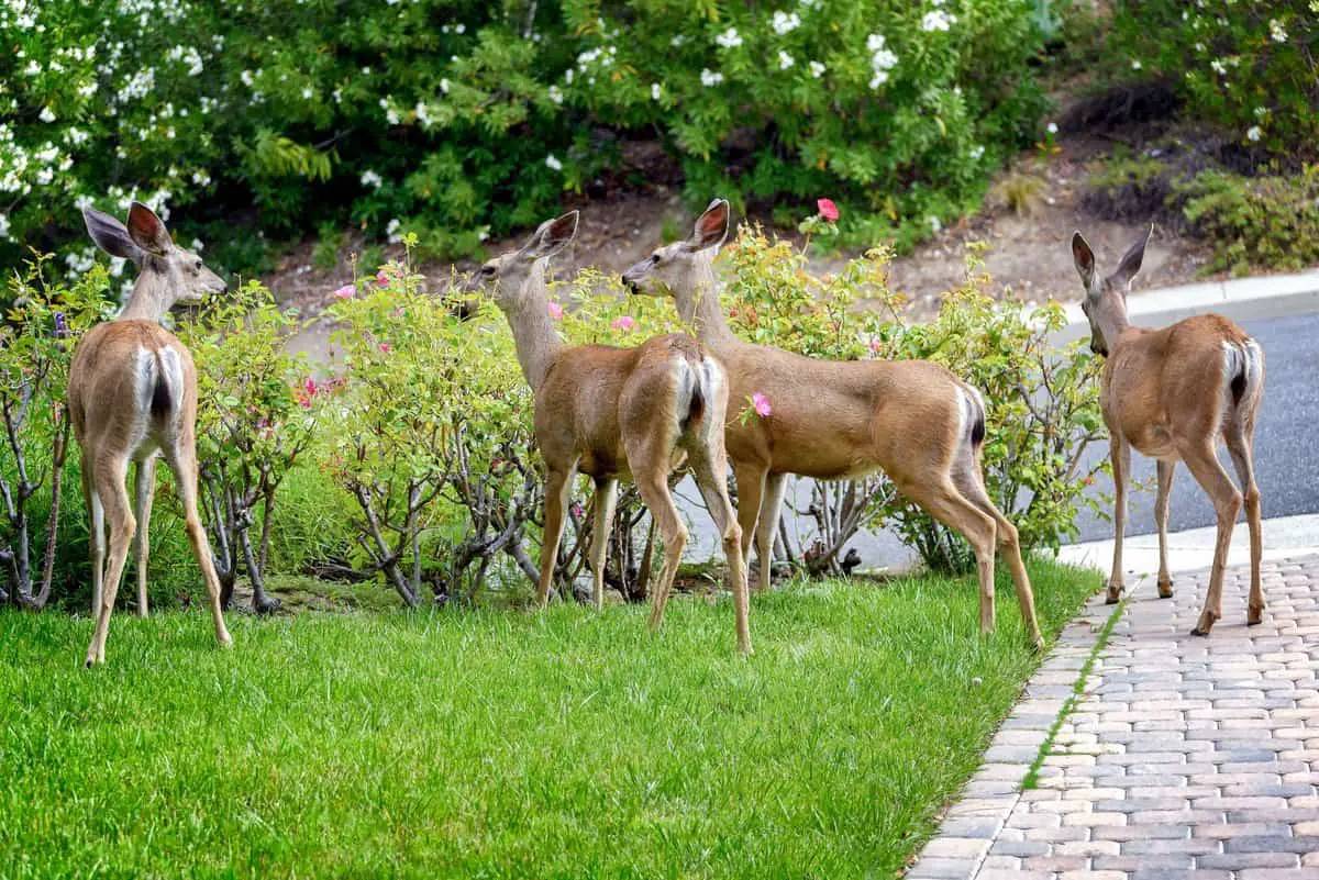 Four deer over pruning a row of roses.