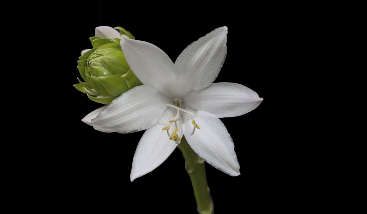 White flower and buds of a fragrant hosta.