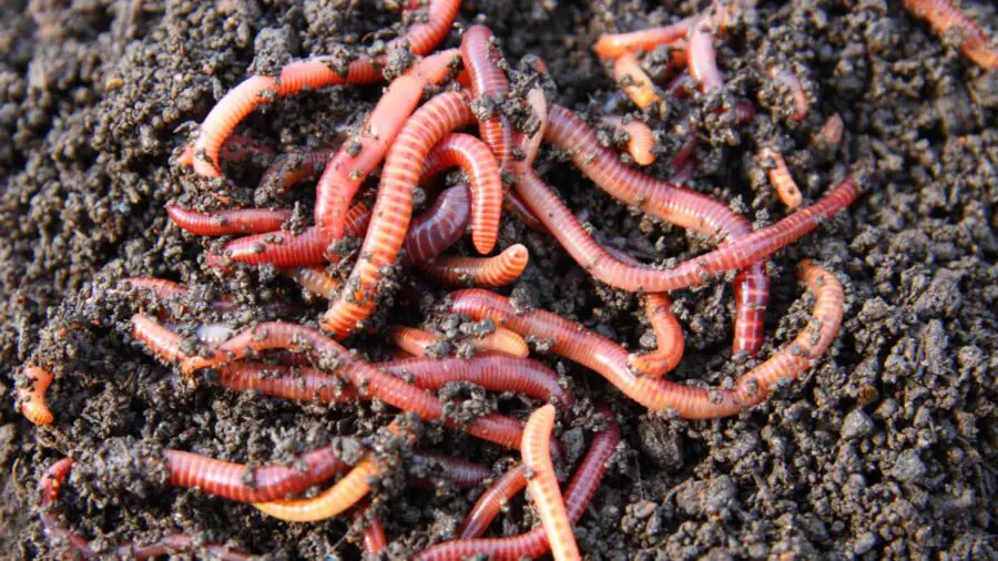 A clump of worms from the garden.