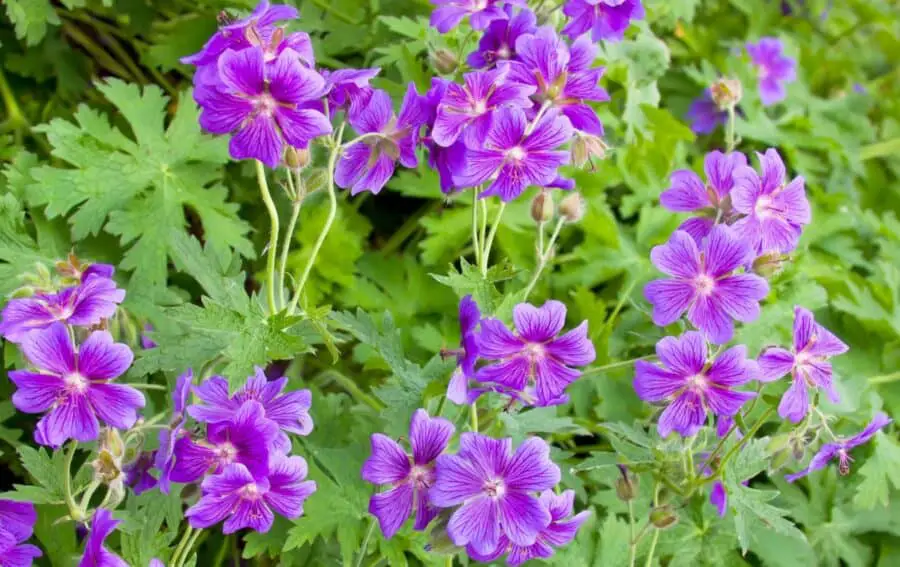 Geranium ibericum commonly called Caucasian Cranesbill flowering.