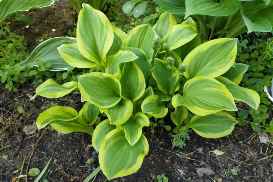 Golden Tiara hosta in the garden just started pushing flower scapes.