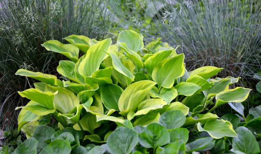 A golden tiara hosta in the garden with ornamental grass in the background.