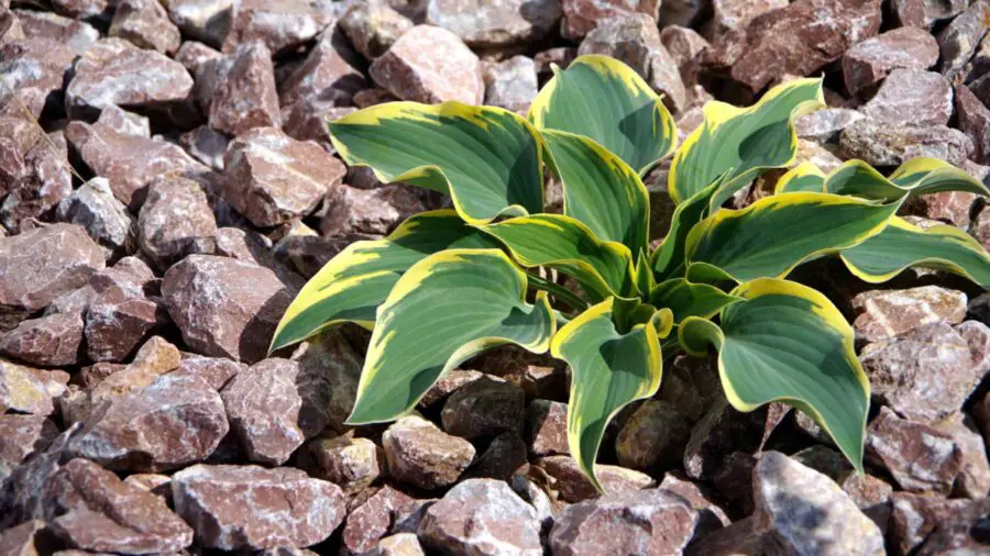 A lone hosta in a bed of granite rock.