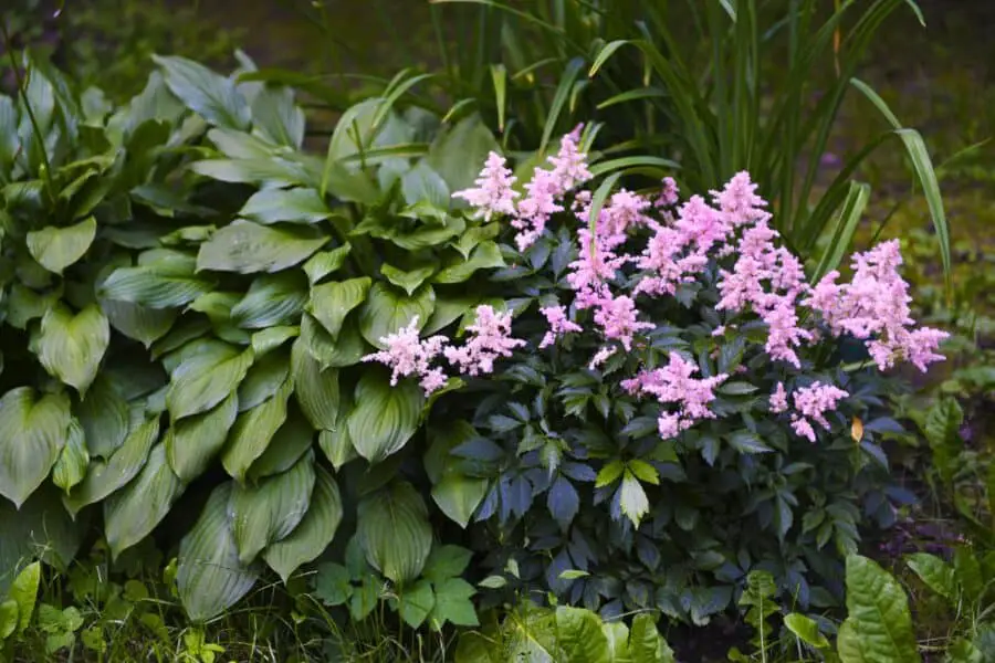 A green hosta and a dark leaf pink flowering astilbe.