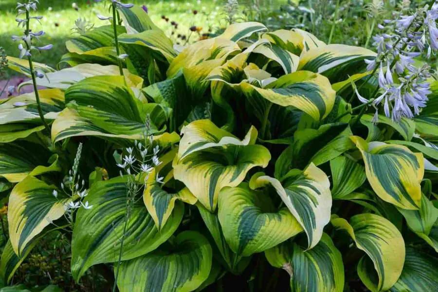 A green hosta plant with yellow margins that is flowering in the garden.