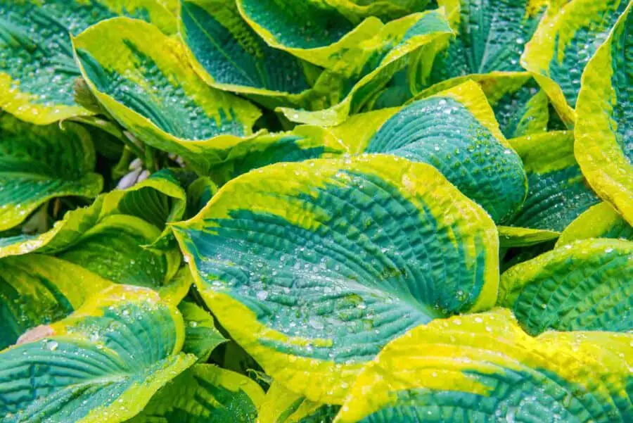Green hosta leaves with bright yellow margins.