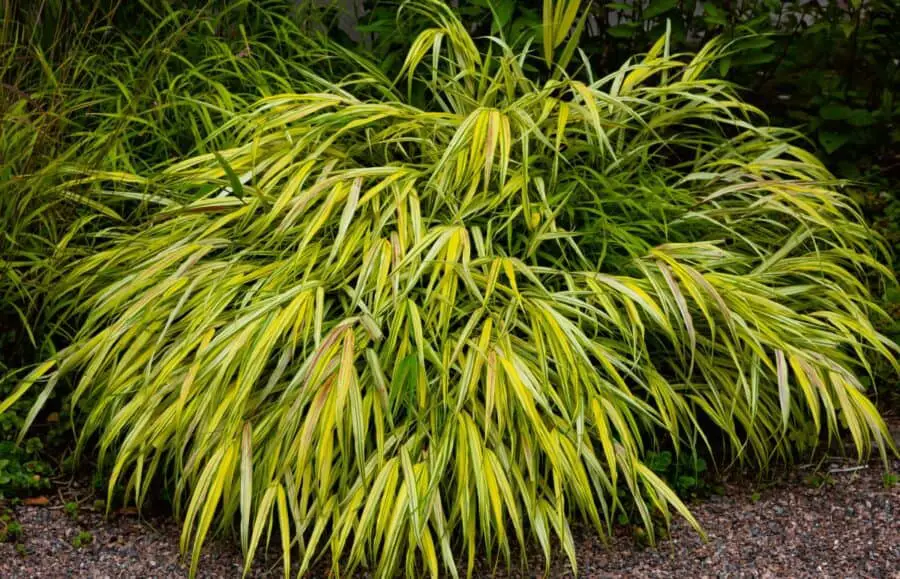 Hakonechloa macra 'Aureola' or Golden Variegated Hakone Grass.