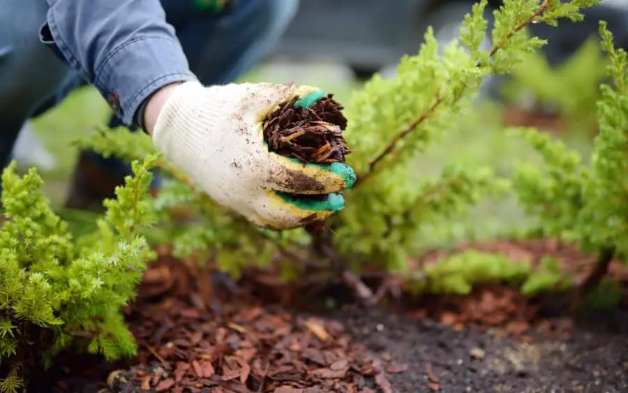 Spreading bark chip mulch also know as bark nuggets.