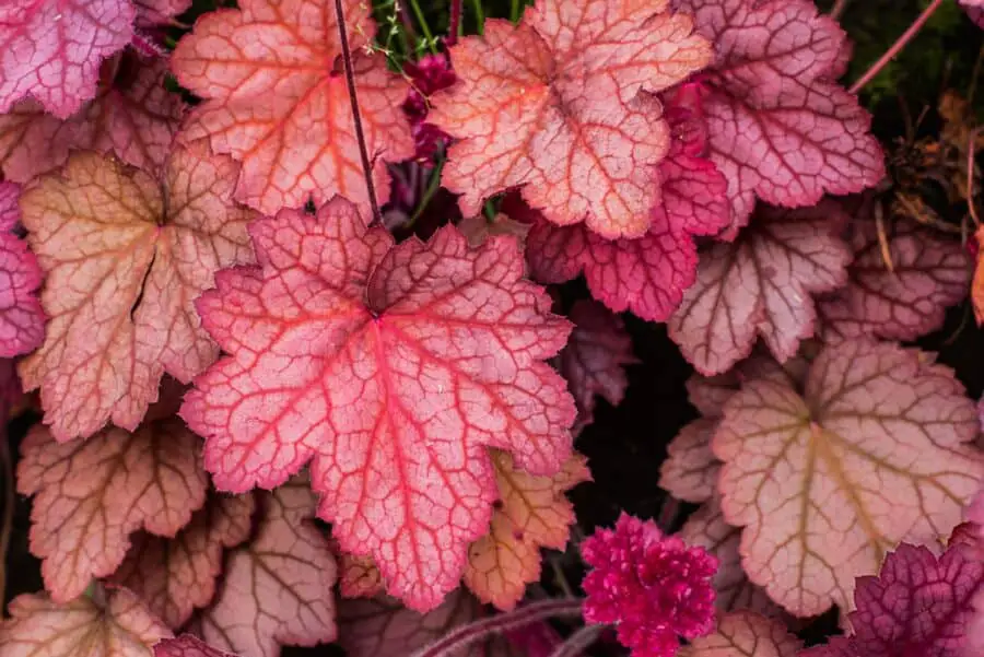 Bright. Colorfull Coral Bells or Heuchera leaves.