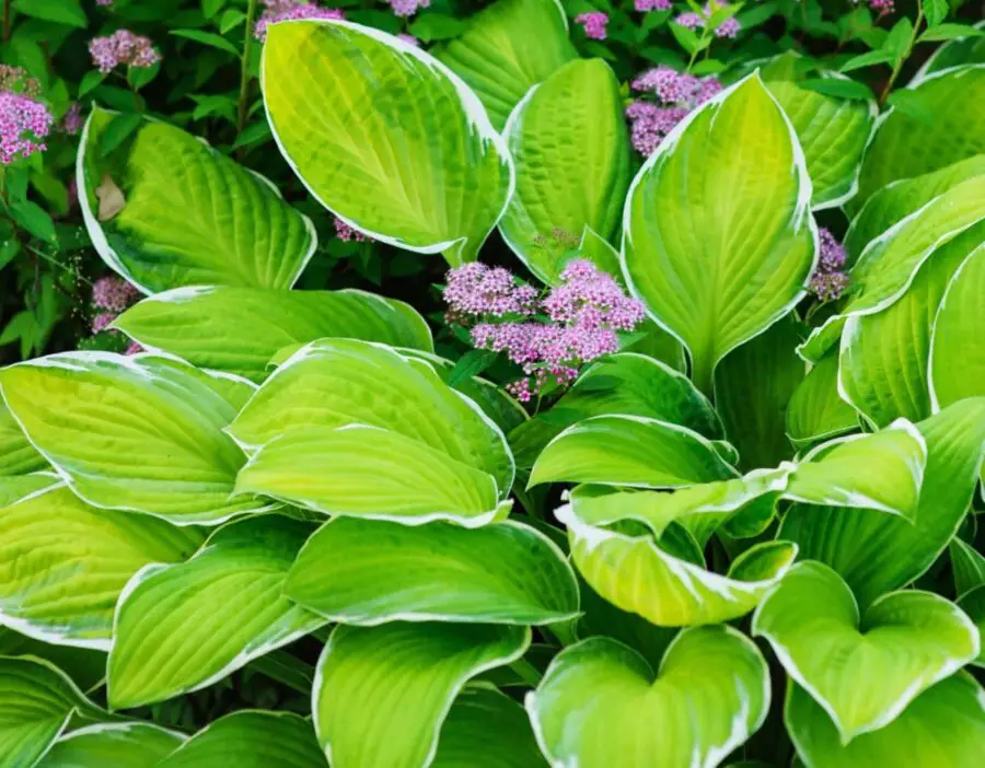 A variegated hosta with spirea growing through it.