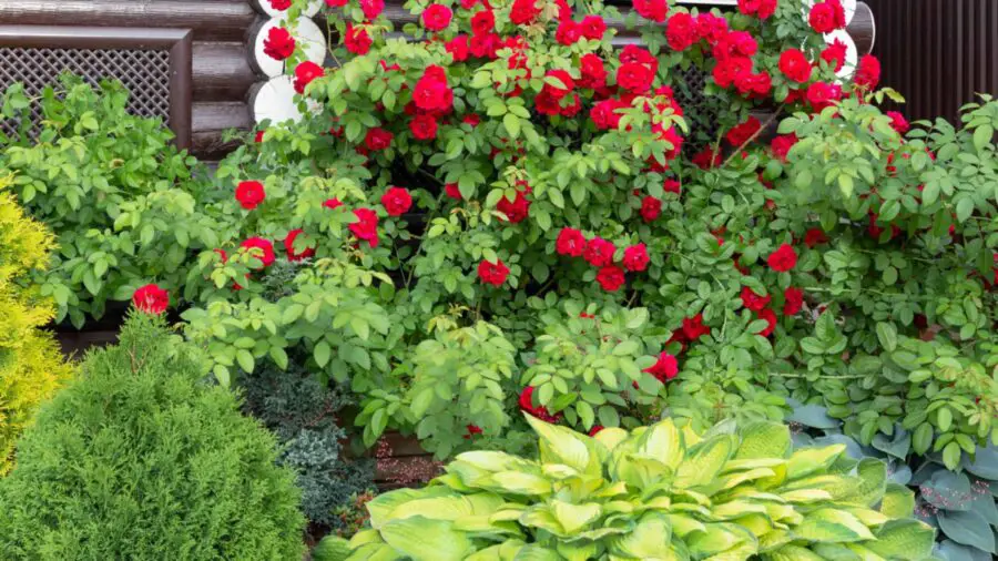 Hostas, roses and conifers planted together.