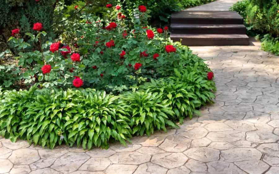 Hostas with roses in a circular planting,