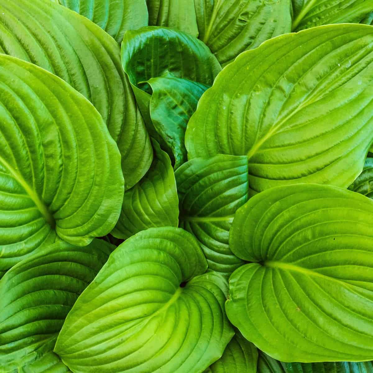 Looking down at the center of an August Moon Hosta.